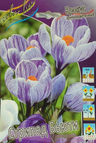 Крокус Стрипед Бьюти Крупноцветковый Color Line