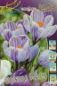 Крокус Стрипед Бьюти Крупноцветковый Color Line