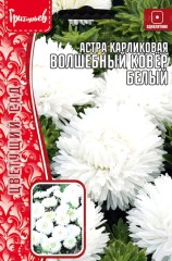 Астра Волшебный Ковер Белый карликовая (Colour Carpet White) цв.п 0,2гр ИП Григорьев