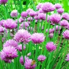 Лук шнитт Медонос цв.п 0,5гр СеДек