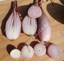 Лук шалот Цебруне цв.п  0,3гр Аэлита