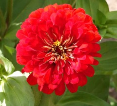 Цинния Эльдорадо букетная алая цв.п 12шт Аэлита