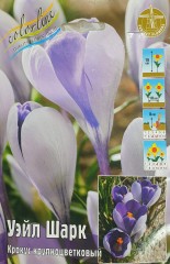 Крокус Уэйл Шарк Крупноцветковый Color Line