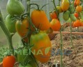 Томат Золото Колчака цв.п 10шт Медведев