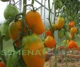 Томат Золото Колчака цв.п 10шт Медведев