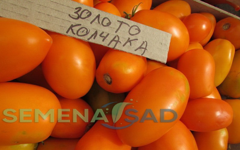 Томат Золото Колчака цв.п 10шт Медведев