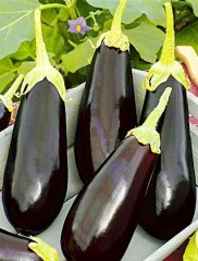 Баклажан Скороспелый-148 цв.п 20шт Сибирский Сад