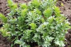 Любисток Одиссей цв.п 0,1гр СеДек