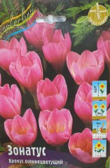 Крокус Зонатус Осеннецветущий Color Line