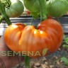 Томат Уральский Великан цв.п 10шт Медведев