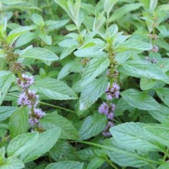 Мята Перечная цв.п 0,05гр СеДек