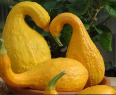 Кабачок Гуси-Лебеди цв.п 1гр Семена Алтая