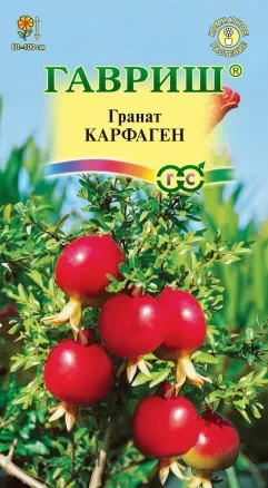 Гранат карликовый Карфаген цв.п 5шт Гавриш