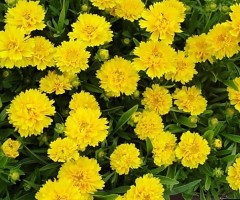 Кореопсис Махровое Солнышко цв.п 0,05гр Аэлита