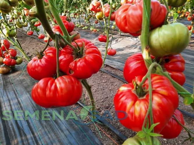 Томат Гигант Маслова цв.п 10шт Медведев