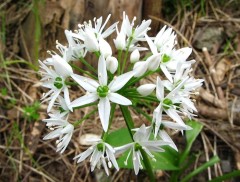 Черемша Медвежий Деликатес цв.п 0,2гр СеДек