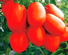 Томат Царевна Лебедь  F1 цв.п 15шт Сады России