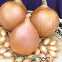 Лук севок Стурон средний 250гр 10-21мм Россия