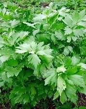 Любисток Удалец цв.п 0,3гр Аэлита