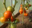 Томат Память цв.п 10шт Медведев
