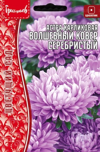 Астра Волшебный Ковер Серебристый карликовая (Colour Carpet Silver) цв.п 0,2гр ИП Григорьев