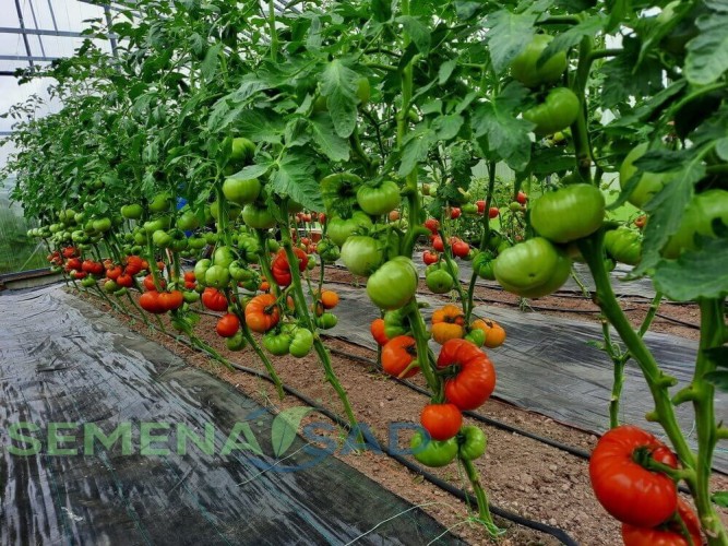 Томат Кум цв.п 10шт Медведев