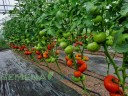 Томат Кум цв.п 10шт Медведев