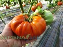 Томат Кум цв.п 10шт Медведев