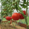 Томат Кум цв.п 10шт Медведев