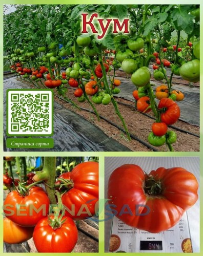 Томат Кум цв.п 10шт Медведев