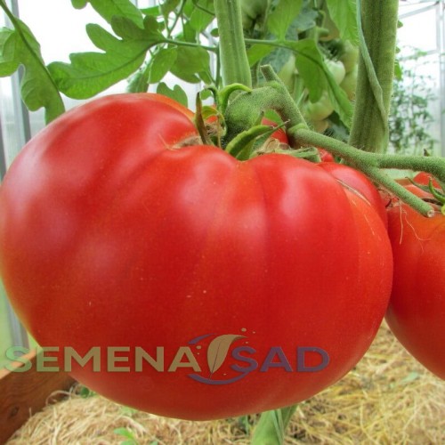 Томат Кум цв.п 10шт Медведев