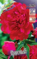 Пион Красный молочноцветковый Color Line