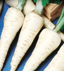 Пастернак Студент цв.п 1гр СеДек