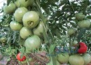 Томат Дакота цв.п 10шт Медведев