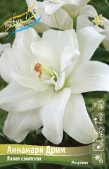 Лилия Аннамари Дрим азиатская махровая Colorline