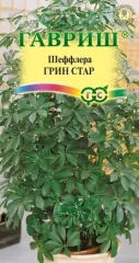 Шеффлера Грин Стар  цв.п 3шт Гавриш