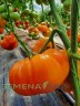 Томат Золотая Медаль цв.п 10шт Медведев
