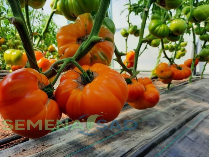 Томат Золотая Медаль цв.п 10шт Медведев
