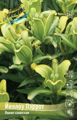 Лилия Йеллоу Пэррот азиатская махровая Colorline