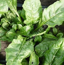 Мангольд Изумруд (листовая свёкла) цв.п 1гр Аэлита