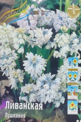 Пушкиния Ливанская Color Line