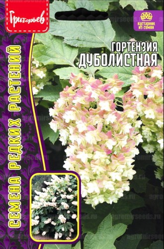 Гортензия Дуболистная цв.п 20шт	ИП Григорьев