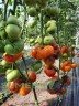 Томат Красавица Под Вуалью цв.п 10шт Медведев