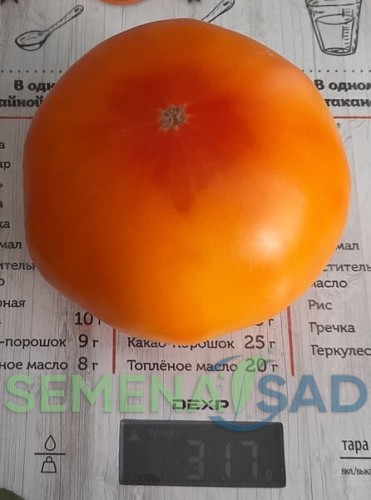 Томат Красавица Под Вуалью цв.п 10шт Медведев