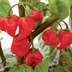 Перец Хабанеро Красный (остр.) цв.п 6шт СеДек