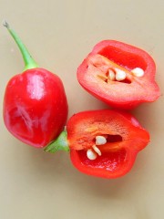 Перец Хабанеро Красный (остр.) цв.п 6шт СеДек