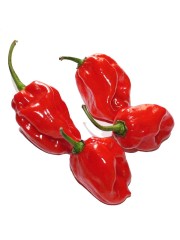 Перец Хабанеро Красный (остр.) цв.п 6шт СеДек