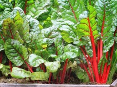 Мангольд Красавчик (листовая свёкла) цв.п 1гр Аэлита