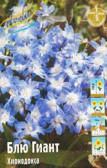 Хионодокса Блю Гигант Color Line