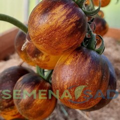 Томат Основные Цвета цв.п 10шт Медведев